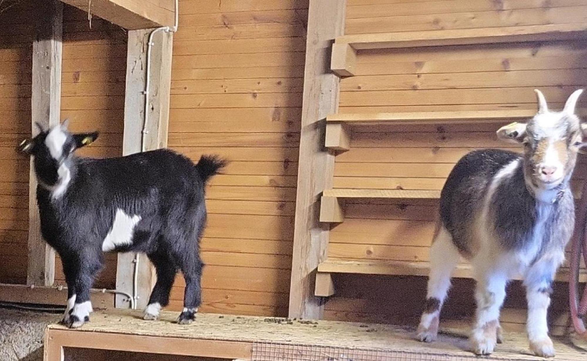 Ferienwohnung Goldfasan Lam Buitenkant foto